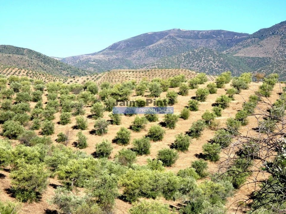 Terreno Agricola ou Rústico para Venda em Figueira de Castelo Rodrigo Foto 4