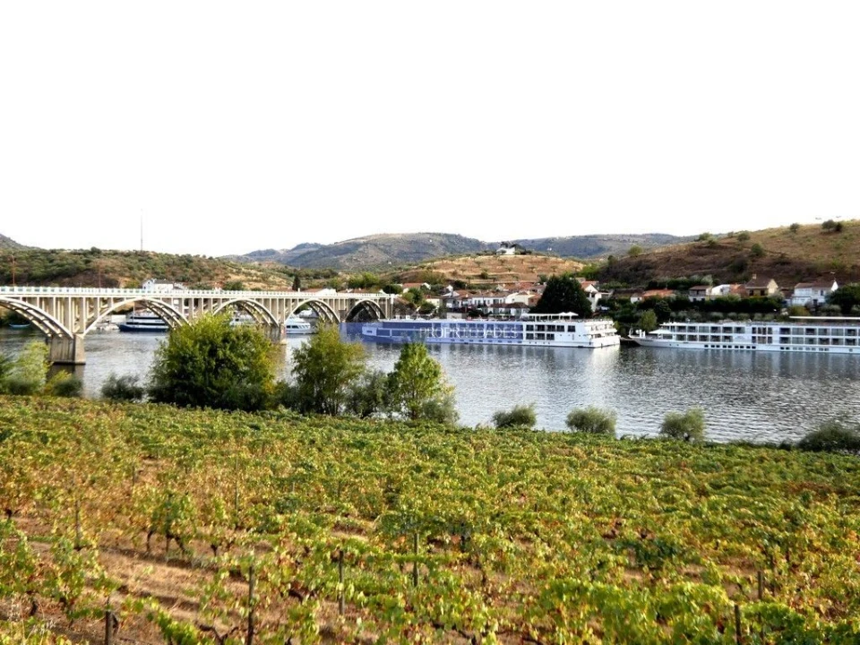 Terreno Agricola ou Rústico para Venda em Figueira de Castelo Rodrigo Foto 9