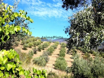 Terreno Agricola ou Rústico para Venda em Figueira de Castelo Rodrigo