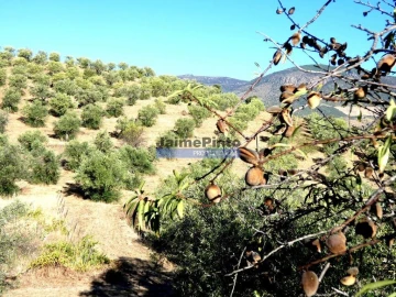 Terreno Agricola ou Rústico para Venda em Figueira de Castelo Rodrigo