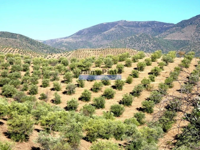 Terreno Agricola ou Rústico para Venda em Figueira de Castelo Rodrigo Foto 4