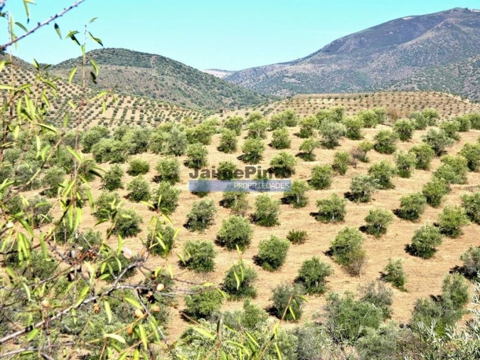 Terreno Agricola ou Rústico para Venda em Figueira de Castelo Rodrigo Foto 7
