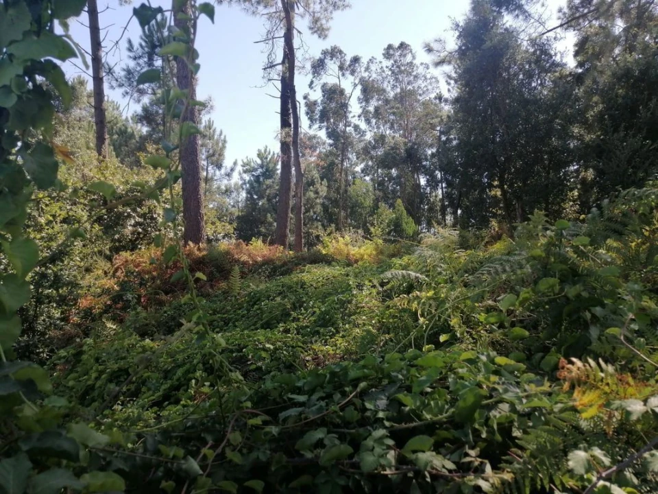 Terreno para Venda em Aguas Santas Foto 18