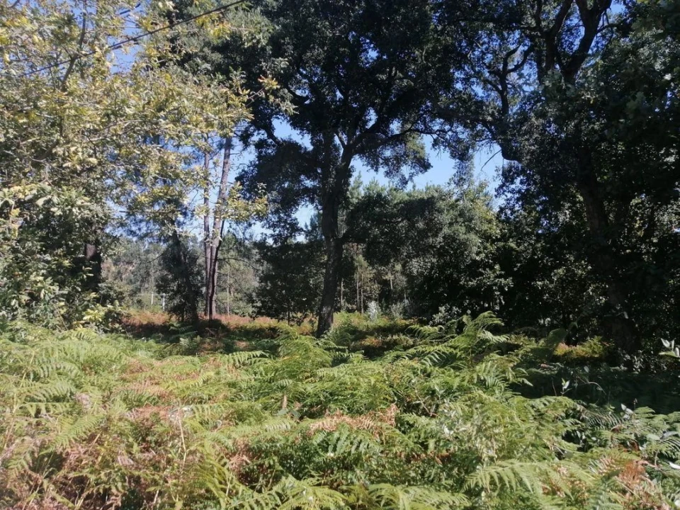 Terreno para Venda em Aguas Santas Foto 19