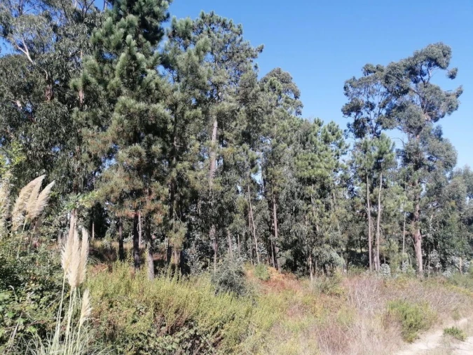 Terreno para Venda em Aguas Santas Foto 6