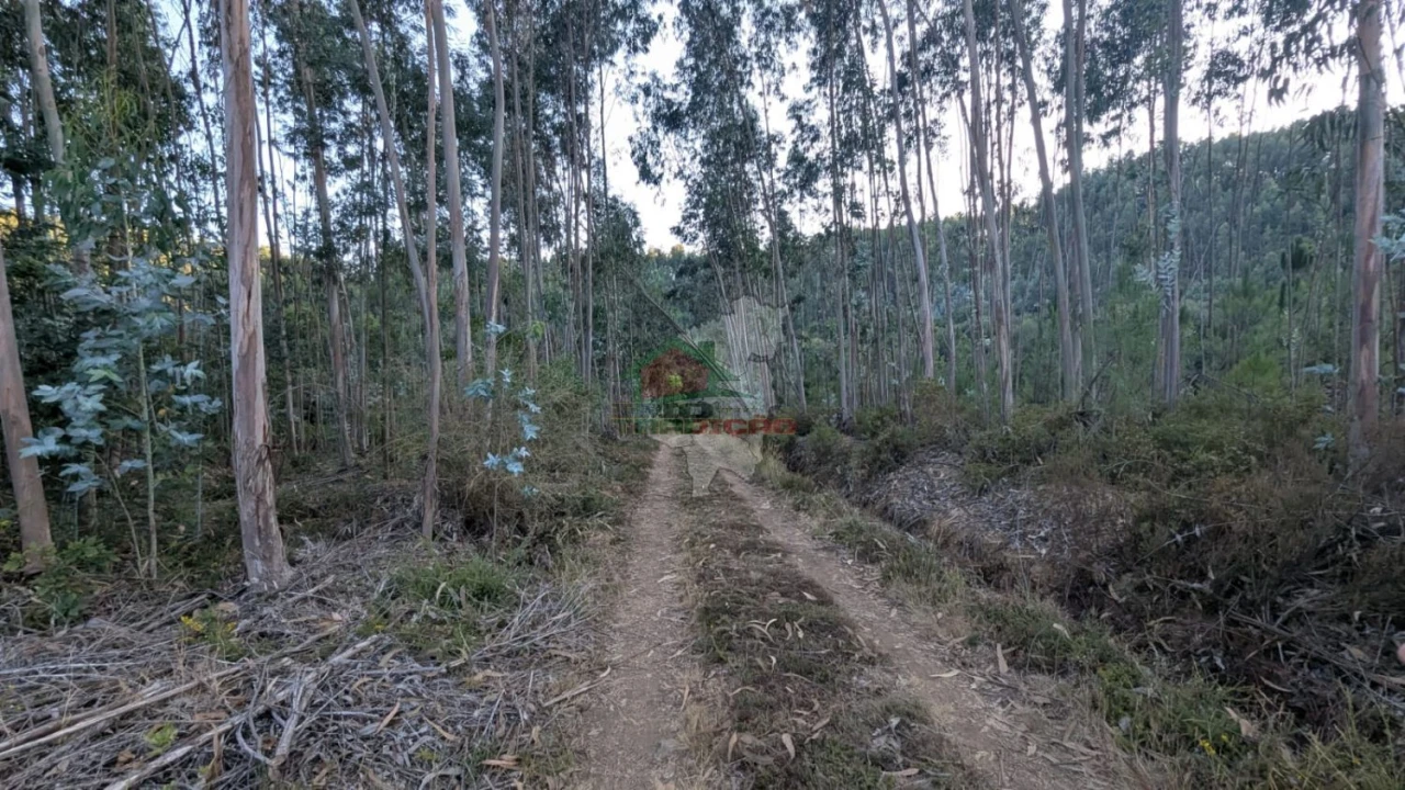 Quinta para Venda em Pedrogão Grande Foto 10