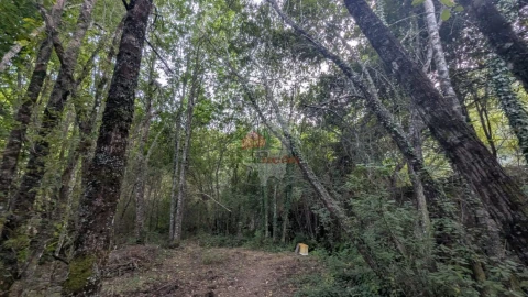 Quinta para Venda em Pedrogão Grande