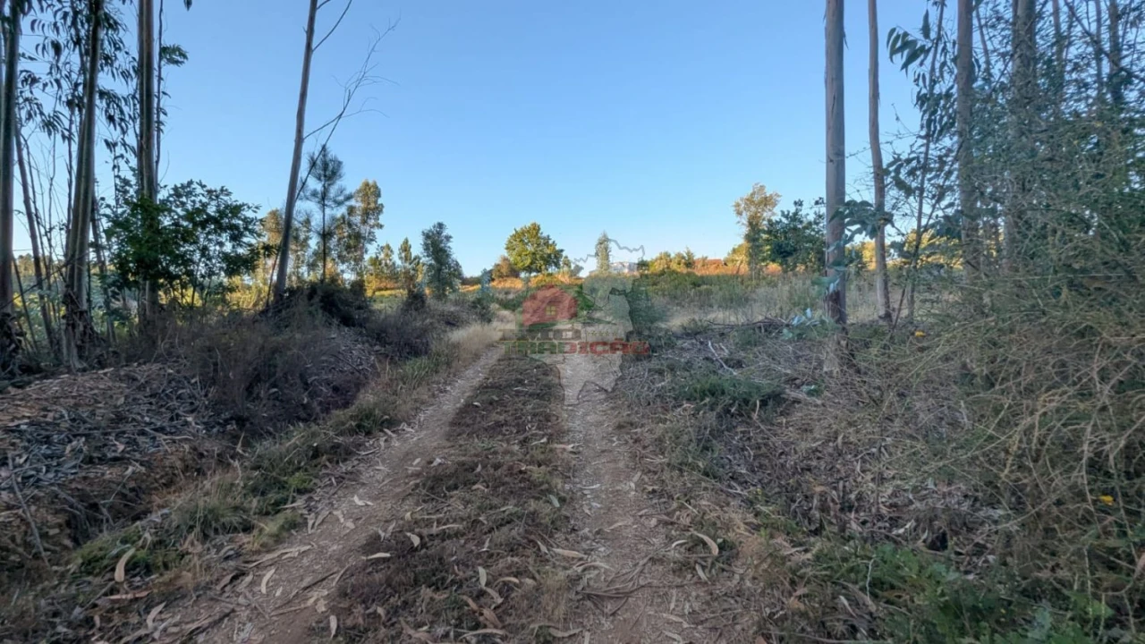 Quinta para Venda em Pedrogão Grande Foto 6