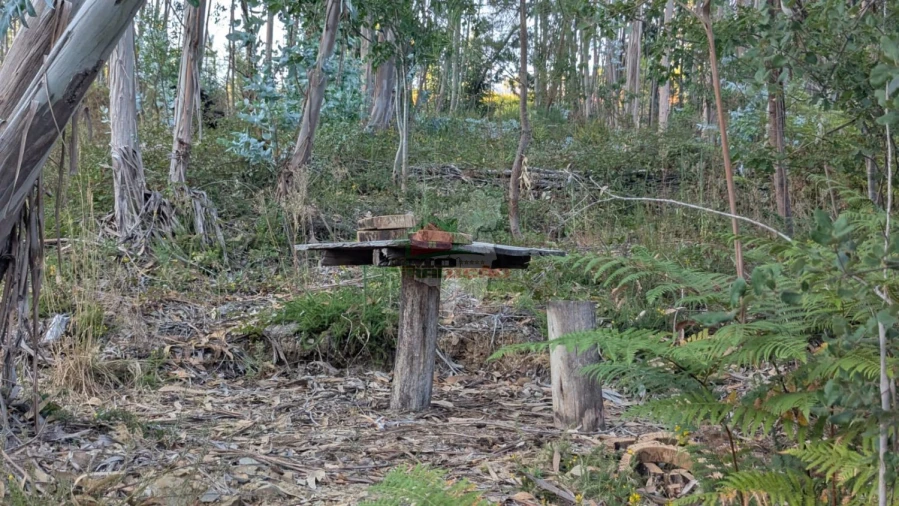Quinta para Venda em Pedrogão Grande Foto 8