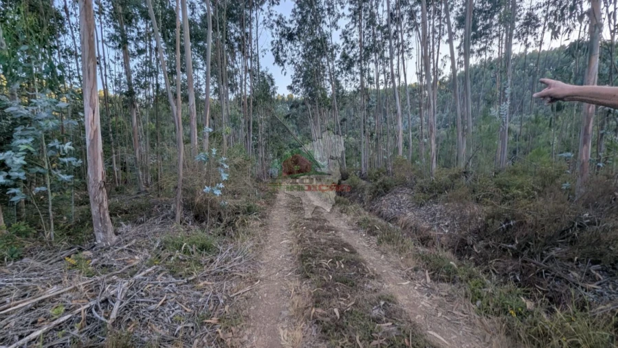 Quinta para Venda em Pedrogão Grande Foto 5