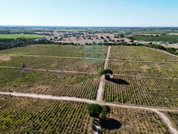 Quinta T10 para Venda em Poceirão e Marateca