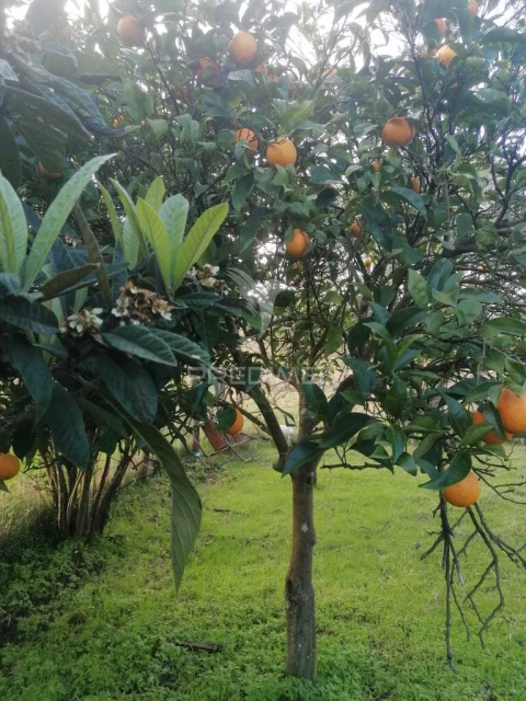 Terreno para Venda em Abela