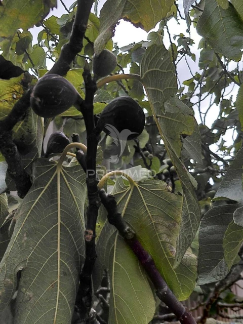Terreno para Venda em Abela