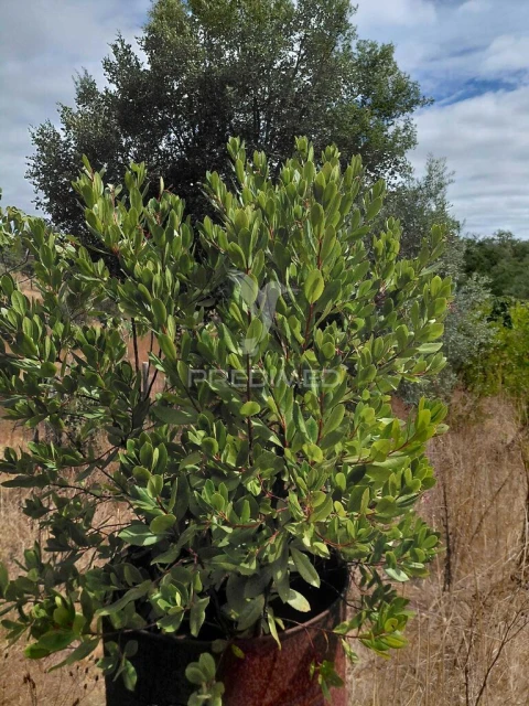 Terreno para Venda em Abela