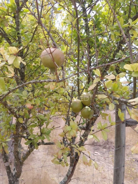 Terreno para Venda em Abela