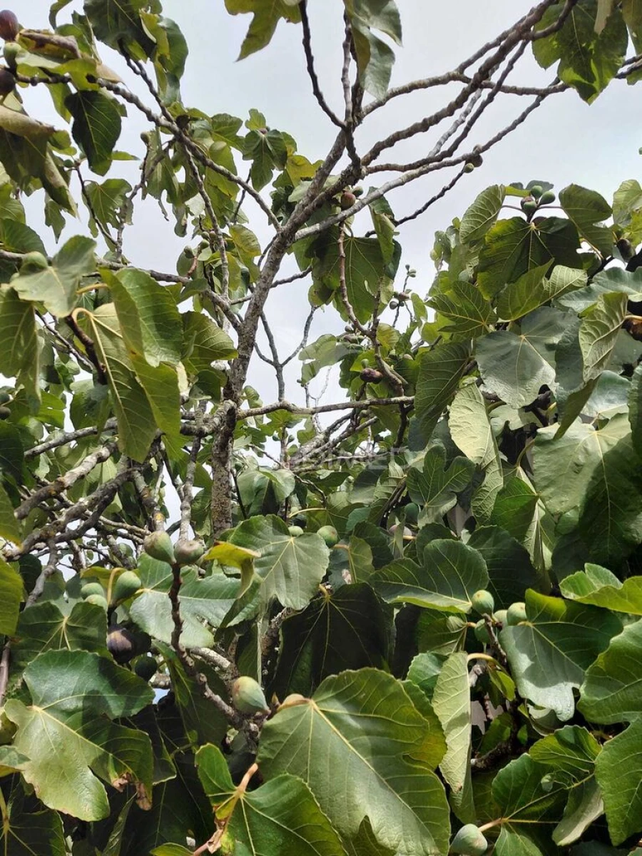 Terreno para Venda em Abela Foto 2