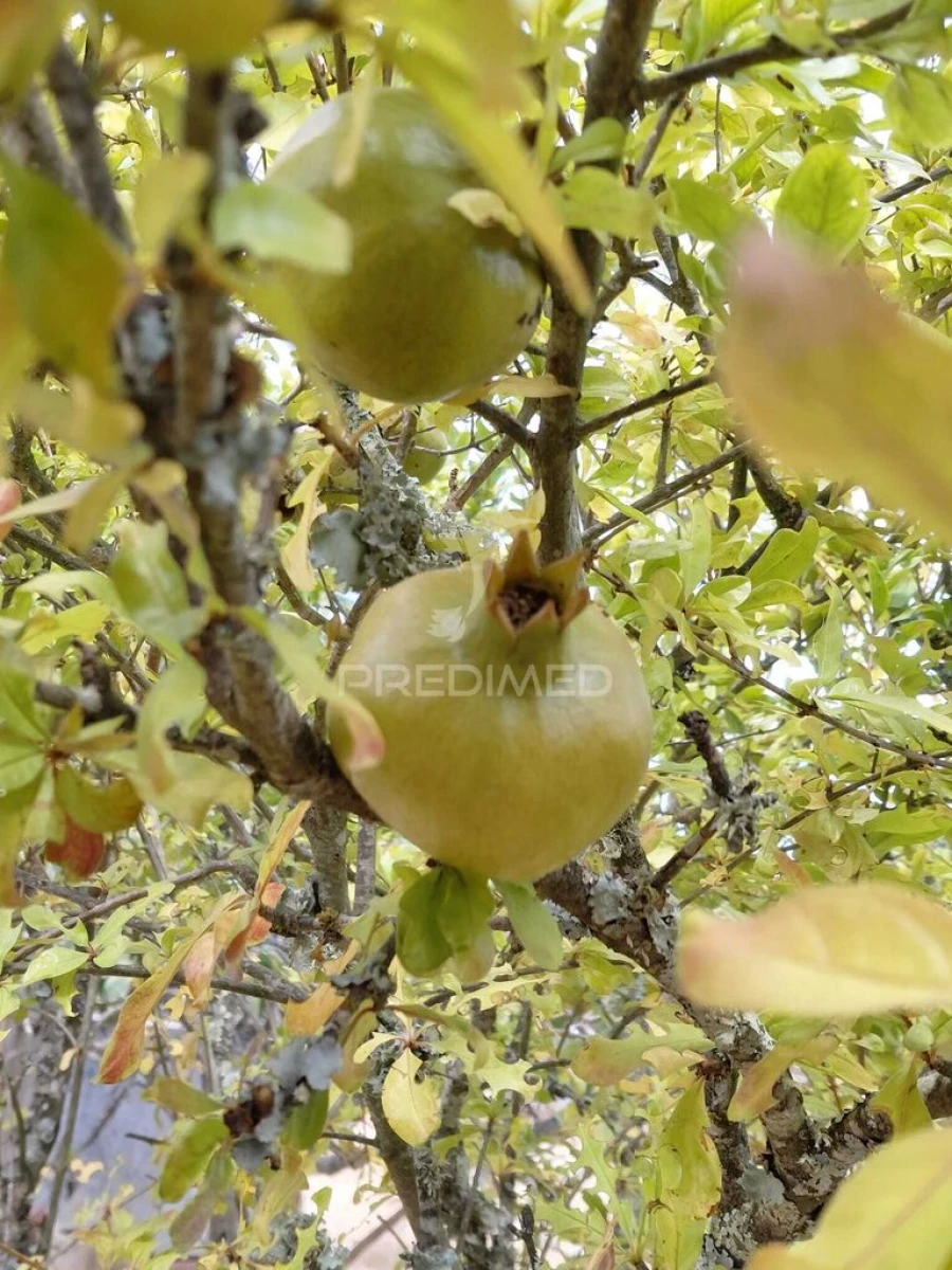 Terreno para Venda em Abela Foto 3