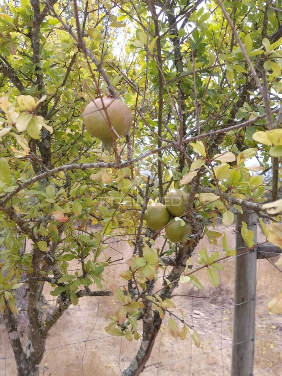 Terreno para Venda em Abela Foto 5