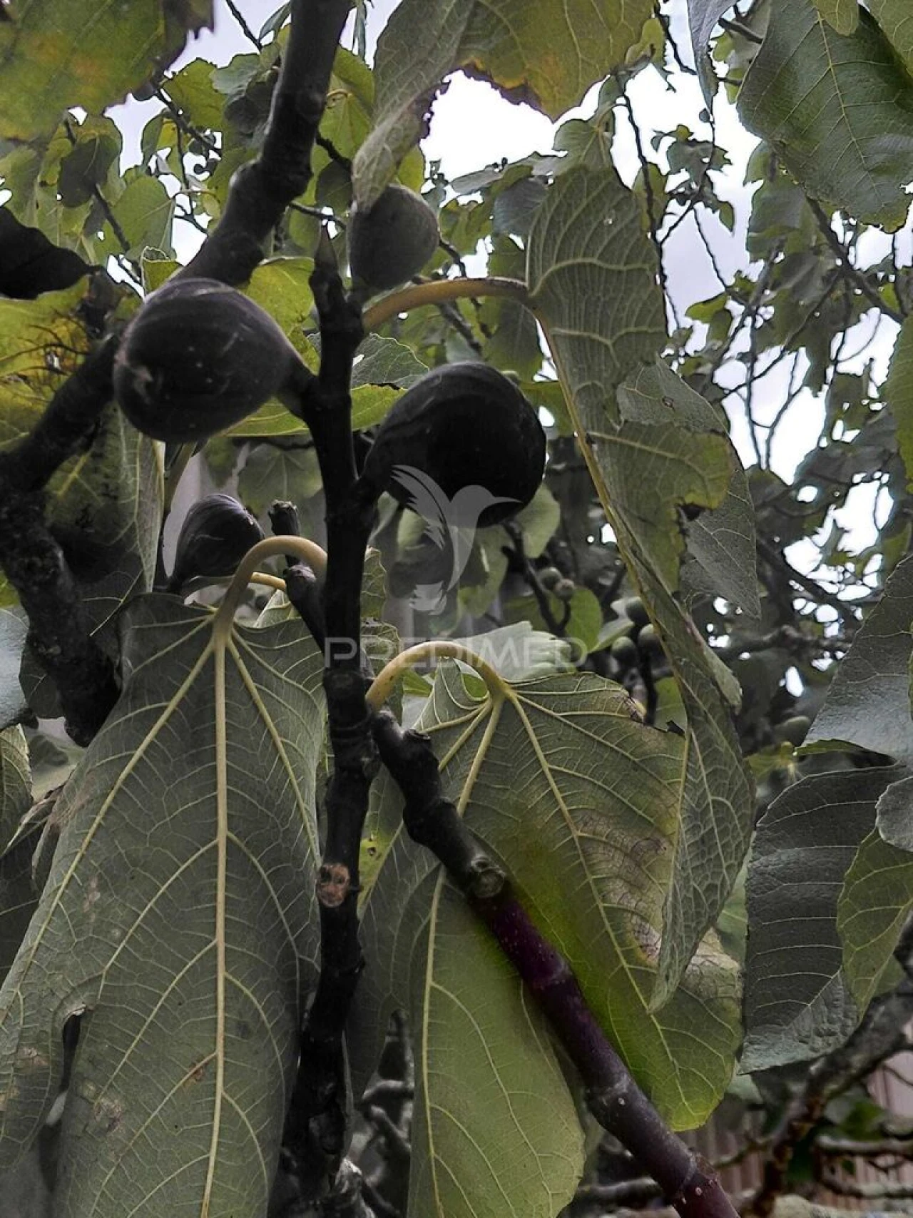 Terreno para Venda em Abela Foto 4