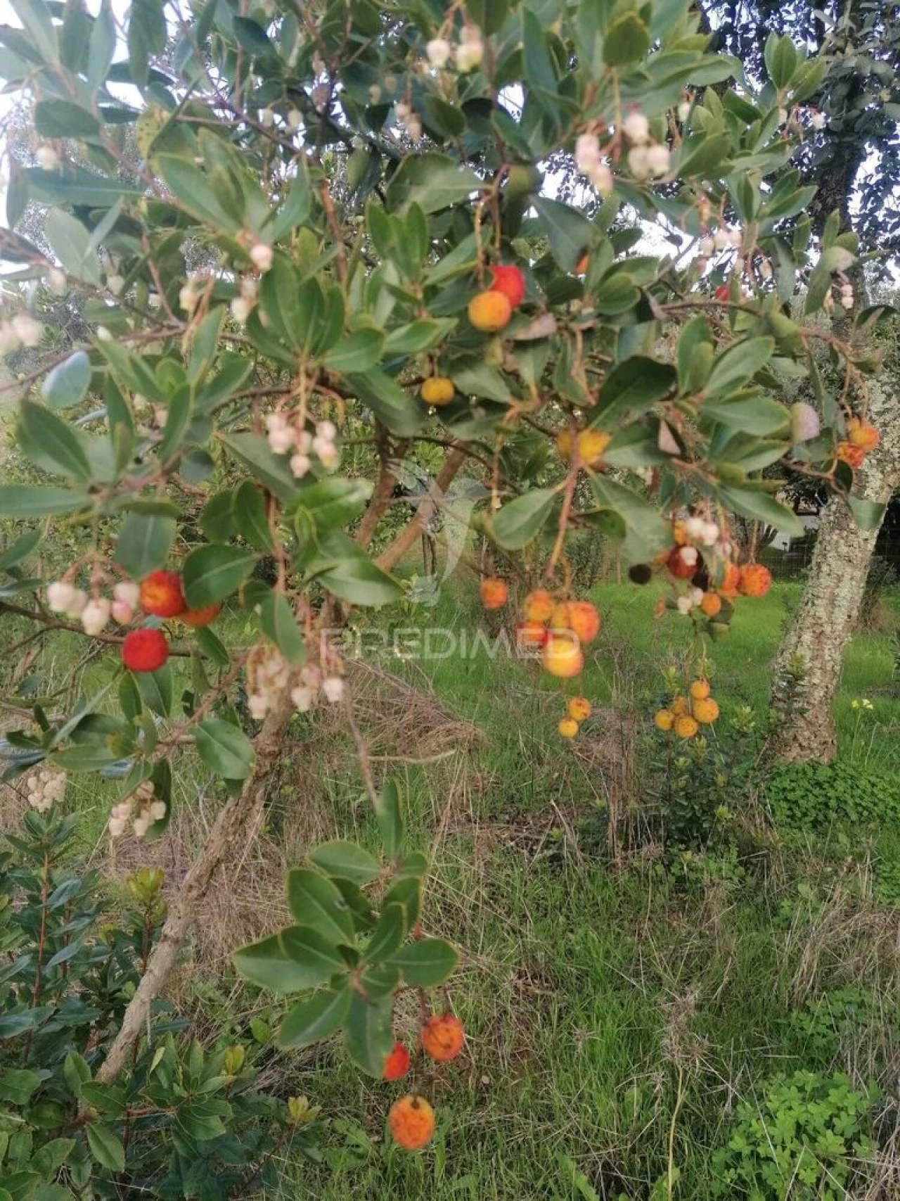 Terreno para Venda em Abela Foto 6