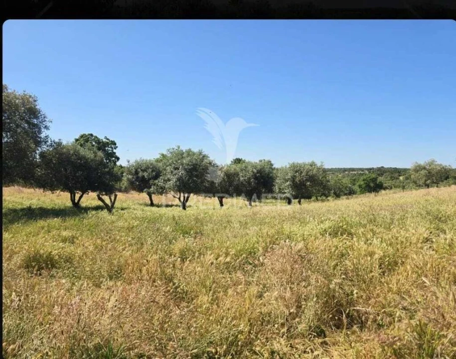 Terreno para Venda em Abela Foto 7
