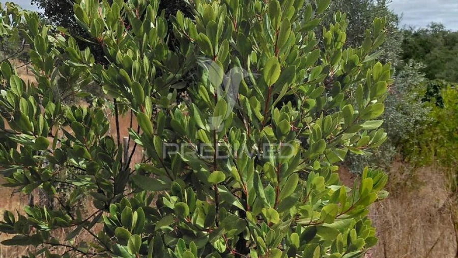 Terreno para Venda em Abela