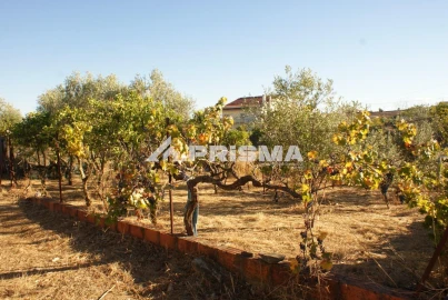 Terreno para Venda em Castelo Branco