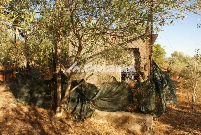 Terreno para Venda em Castelo Branco