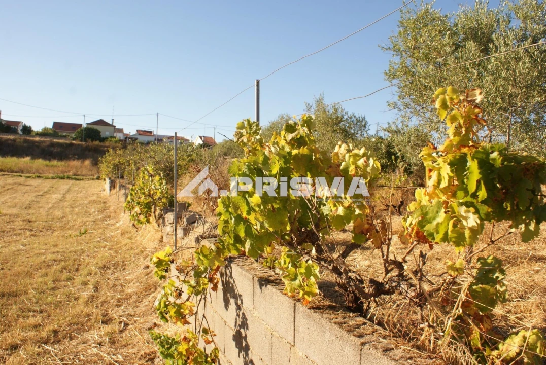 Terreno para Venda em Castelo Branco Foto 12