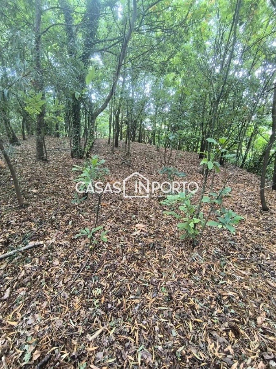 Moradia T10 para Venda em Lobão, Gião, Louredo e Guisande Foto 4