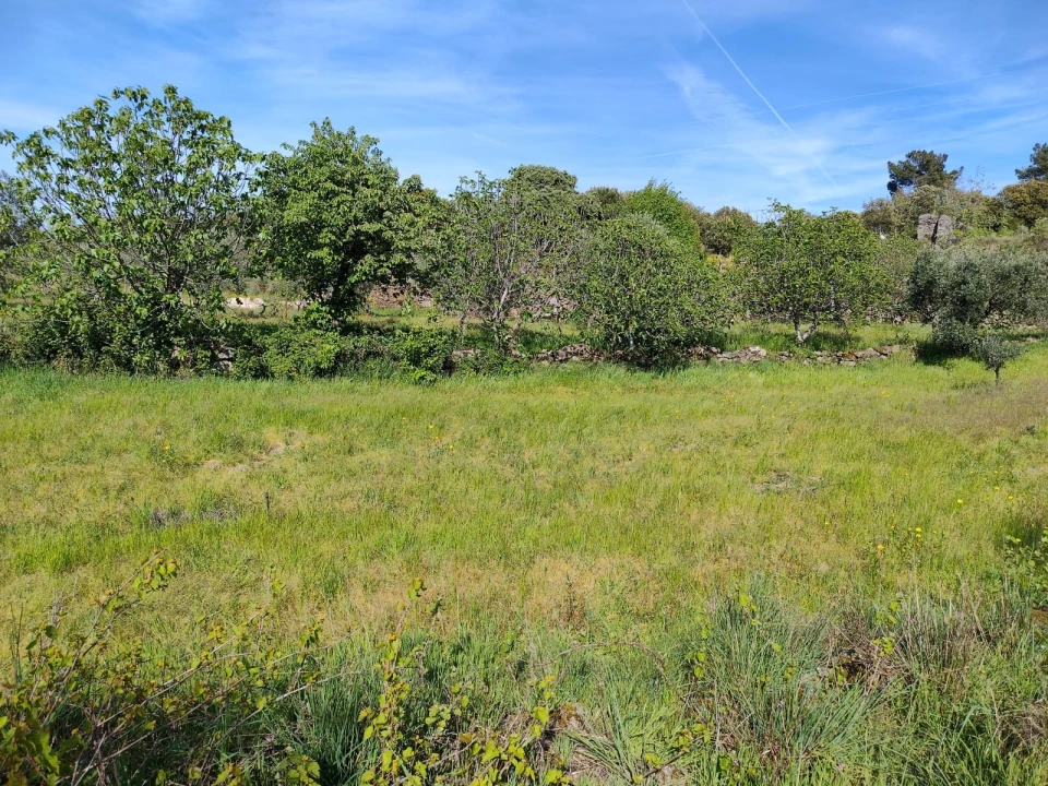 Terreno Agricola ou Rústico para Venda em Lajeosa do Mondego Foto 21