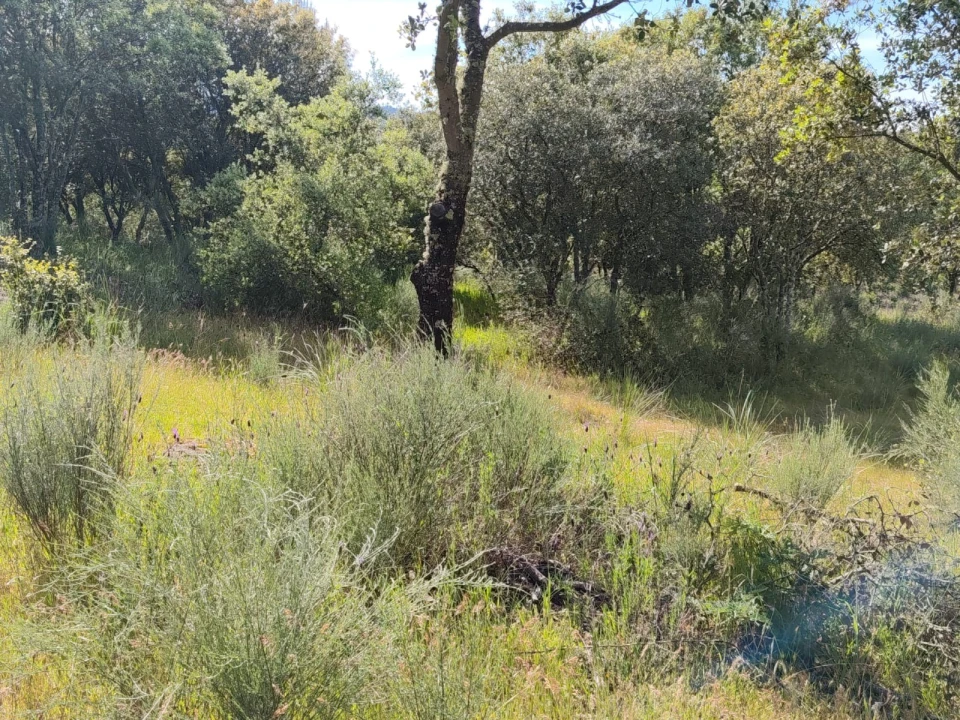 Terreno Agricola ou Rústico para Venda em Lajeosa do Mondego Foto 12