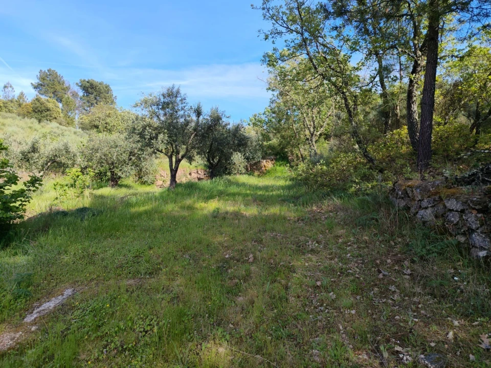 Terreno Agricola ou Rústico para Venda em Lajeosa do Mondego Foto 17