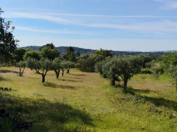 Terreno Agricola ou Rústico para Venda em Lajeosa do Mondego