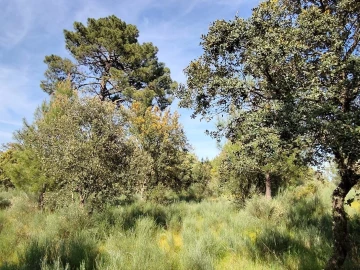 Terreno Agricola ou Rústico para Venda em Lajeosa do Mondego