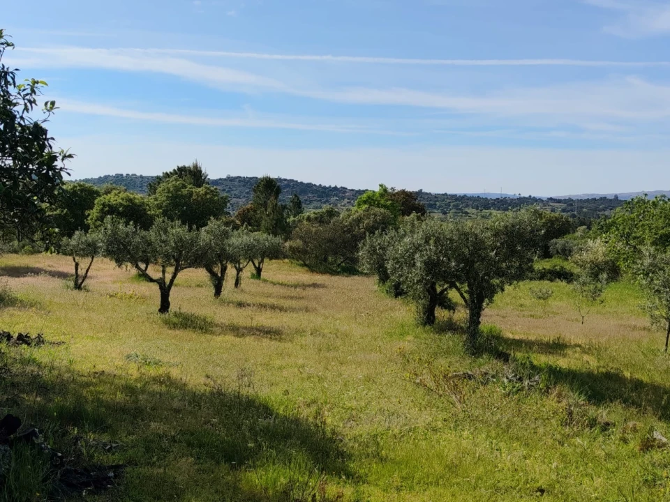 Terreno Agricola ou Rústico para Venda em Lajeosa do Mondego Foto 3