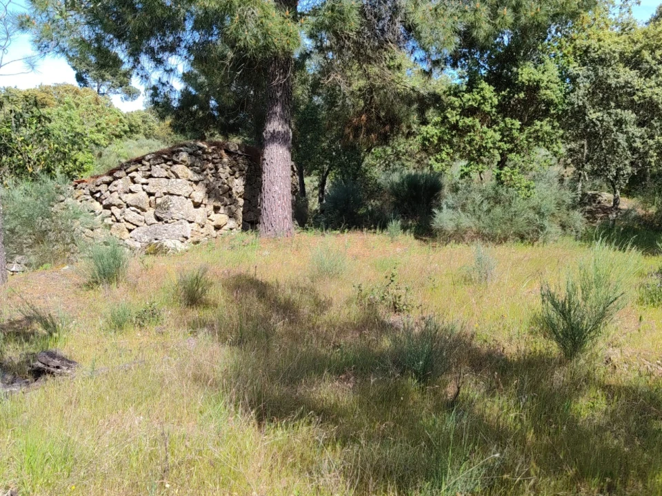 Terreno Agricola ou Rústico para Venda em Lajeosa do Mondego Foto 27