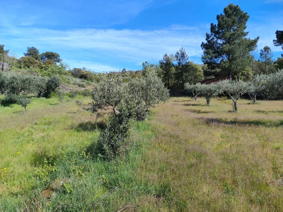 Terreno Agricola ou Rústico para Venda em Lajeosa do Mondego Foto 19