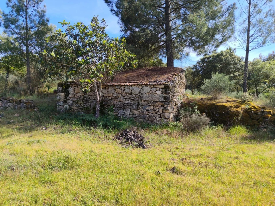 Terreno Agricola ou Rústico para Venda em Lajeosa do Mondego Foto 18