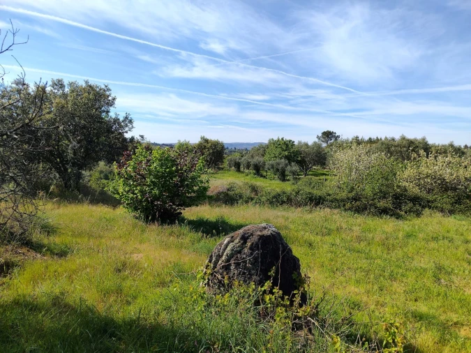 Terreno Agricola ou Rústico para Venda em Lajeosa do Mondego Foto 20