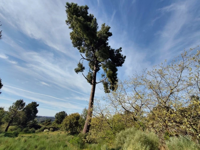 Terreno Agricola ou Rústico para Venda em Lajeosa do Mondego Foto 5