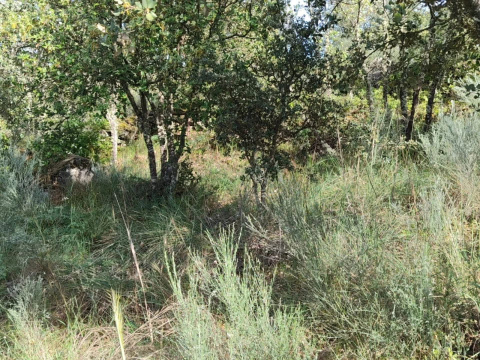 Terreno Agricola ou Rústico para Venda em Lajeosa do Mondego Foto 11