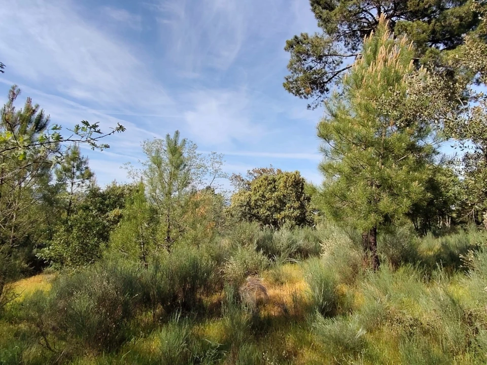 Terreno Agricola ou Rústico para Venda em Lajeosa do Mondego Foto 6