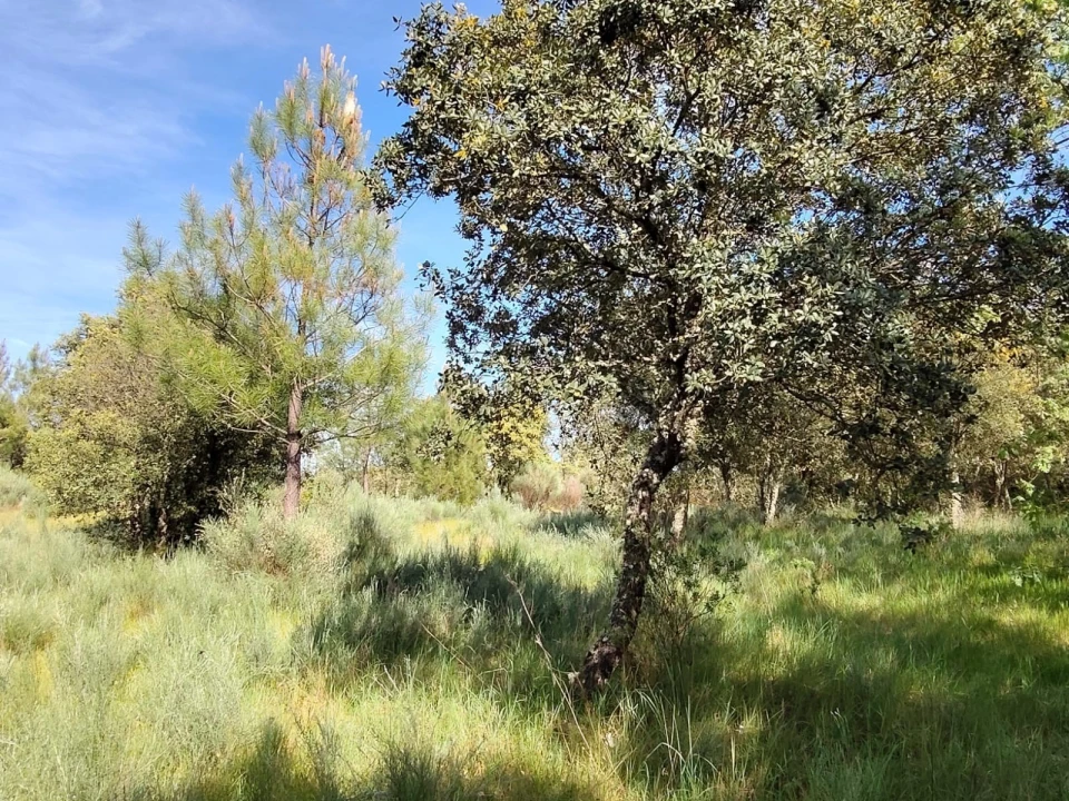Terreno Agricola ou Rústico para Venda em Lajeosa do Mondego Foto 7