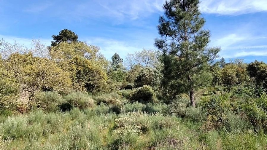 Terreno Agricola ou Rústico para Venda em Lajeosa do Mondego