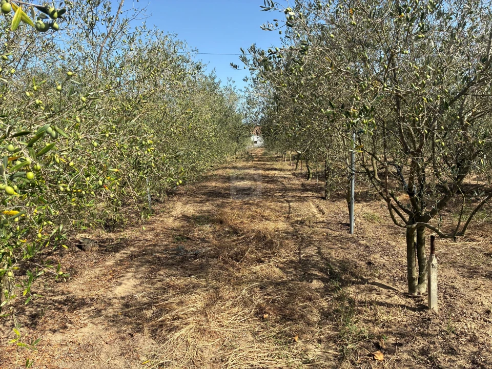 Quinta T6 para Venda em Pegões Foto 6