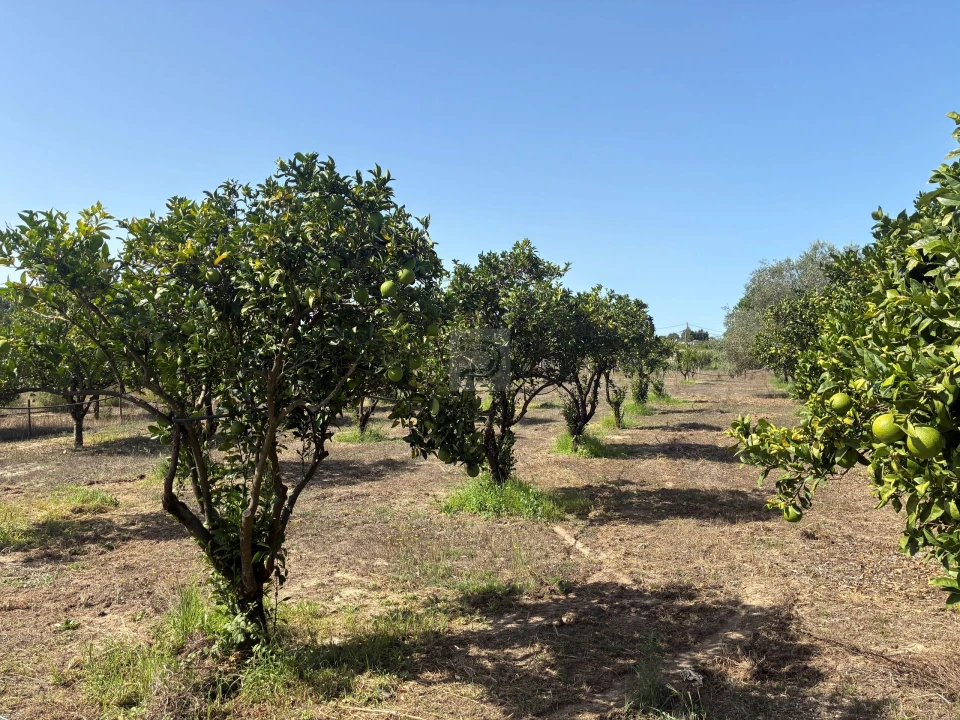 Quinta T6 para Venda em Pegões Foto 20