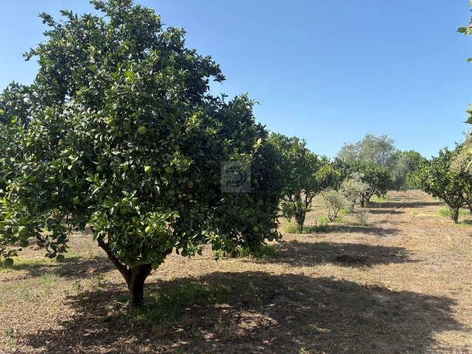 Quinta T6 para Venda em Pegões Foto 8