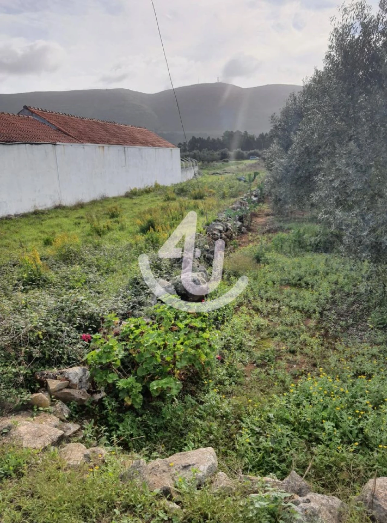 Terreno para Venda em Aljubarrota Foto 2