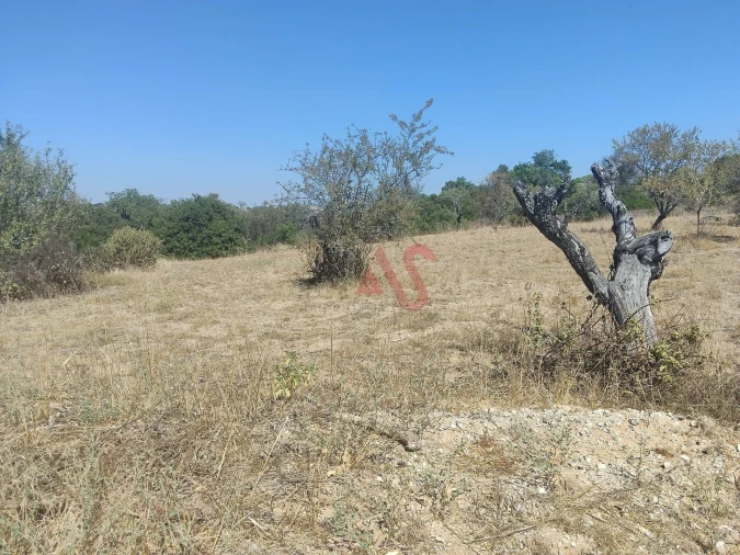 Terreno Agricola ou Rústico para Venda em Guia Foto 4